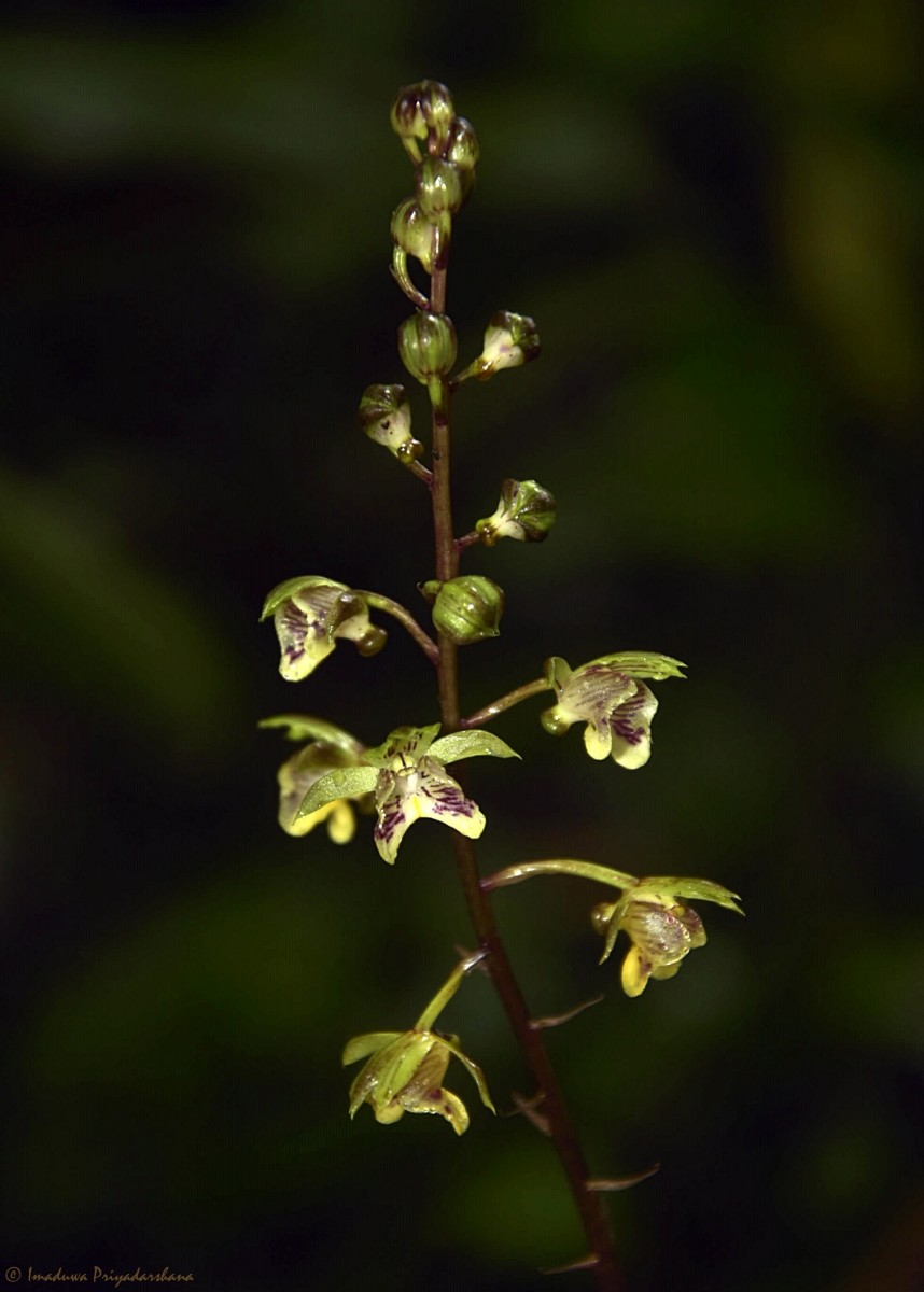 Eulophia pulchra (Thouars) Lindl.